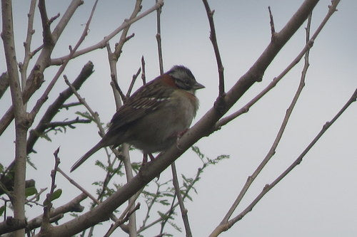 bruant du matin — photo 4 sur 9
