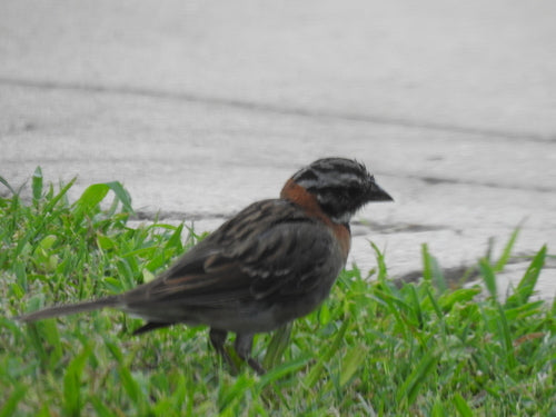 bruant du matin — photo 2 sur 9