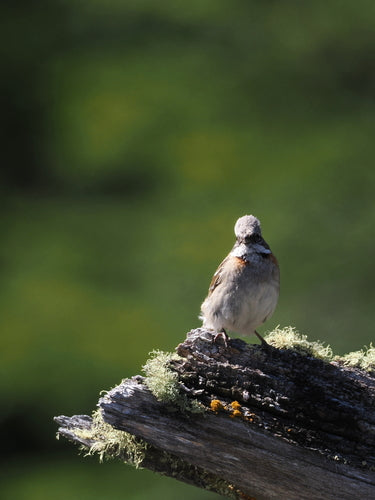 bruant du matin — Bild 3