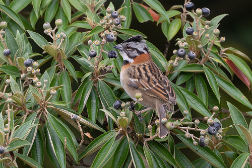 bruant du matin — Bild 4