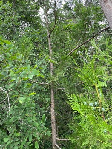 Arbre de vie oriental — photo 5 sur 11