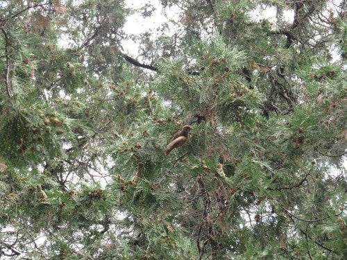 Arbre de vie oriental — photo 4 sur 11