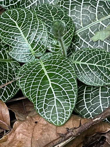 plante en mosaïque — Bild 2
