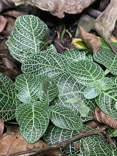 plante en mosaïque — Bild 1