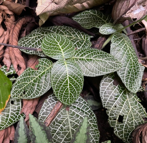 plante en mosaïque — Bild 3