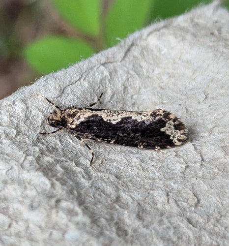 Papillons de nuit — Bild 4