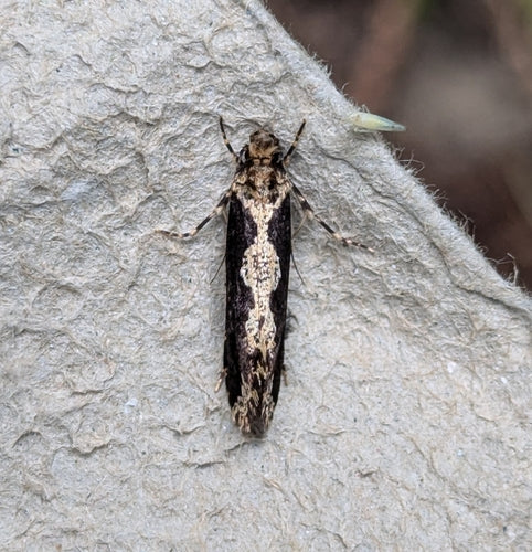 Papillons de nuit — Bild 3