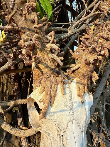 Naturaufnahme - Bild 7