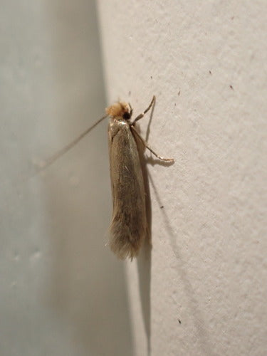 Papillons de nuit — photo 5 sur 50