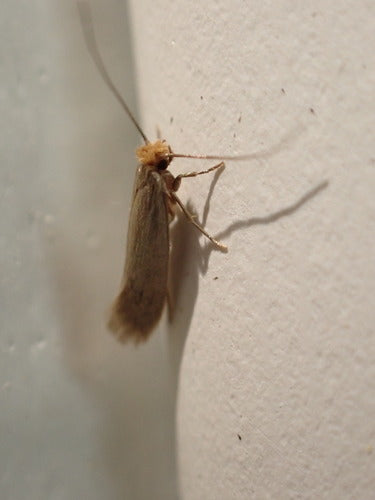 Papillons de nuit — photo 4 sur 50