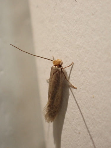 Papillons de nuit — photo 3 sur 50