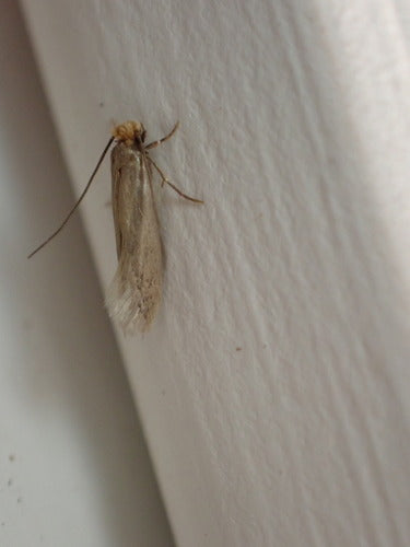 Papillons de nuit — photo 2 sur 50