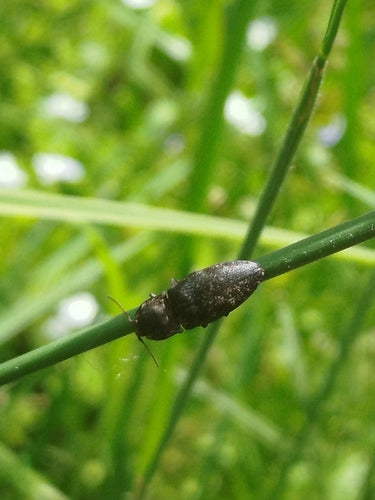 Mucor (moisissure de la tête) — Bild 4