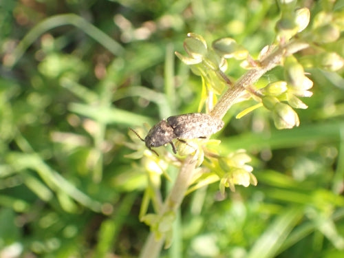 Mucor (moisissure de la tête) — Bild 5