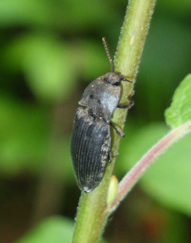 Mucor (moisissure de la tête) — Bild 1