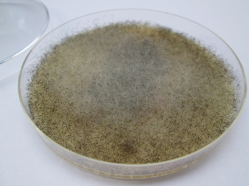 Mucor (moisissure de la tête) — photo 1 sur 2