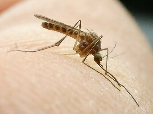 Naturaufnahme - Bild 5