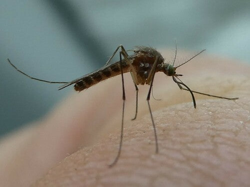 Naturaufnahme - Bild 3