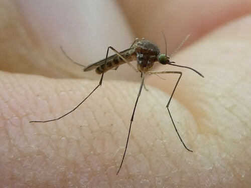 Naturaufnahme - Bild 4