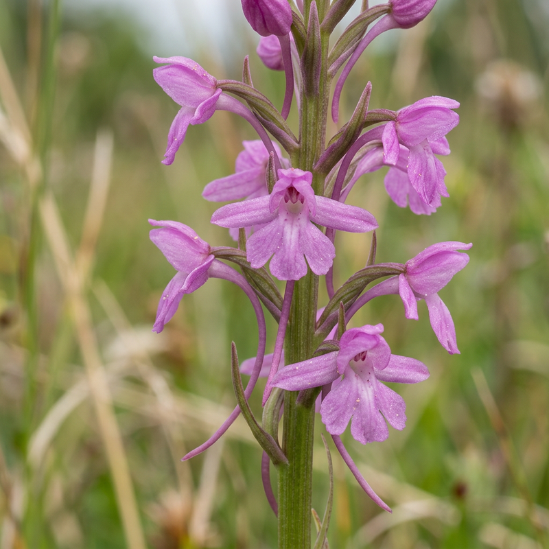 Mücken-Händelwurz (Gymnadenia conopsea), illustration IA