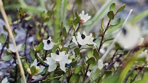 Mühlenbeckia — Bild 3