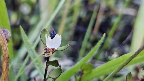 Mühlenbeckia — Bild 2
