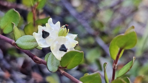 Mühlenbeckia — Bild 1
