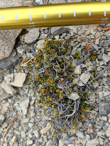 Mühlenbeckia — photo 3 sur 8