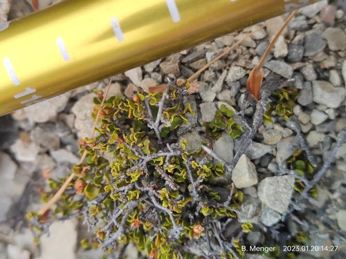 Mühlenbeckia — photo 2 sur 8