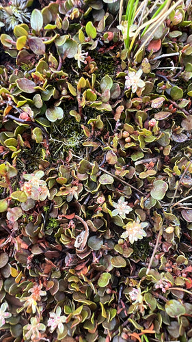 Mühlenbeckia — photo 1 sur 8