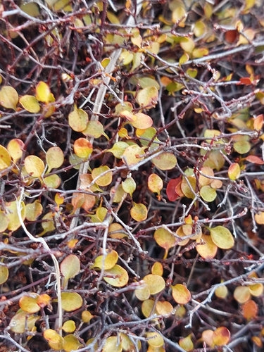 Mühlenbeckia — Bild 5