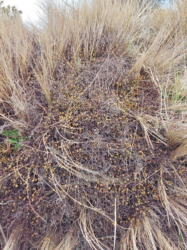 Mühlenbeckia — Bild 4