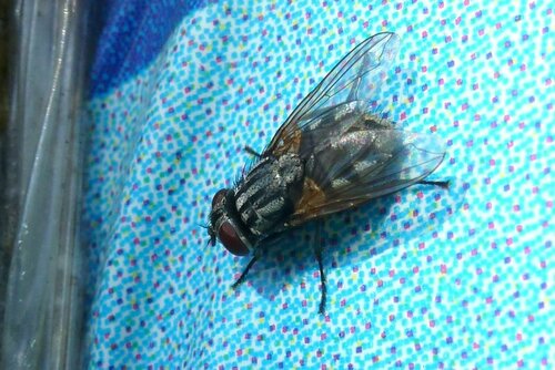Musca d'automne — Bild 1