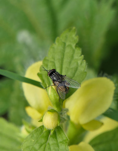 Musca d'automne — Bild 2