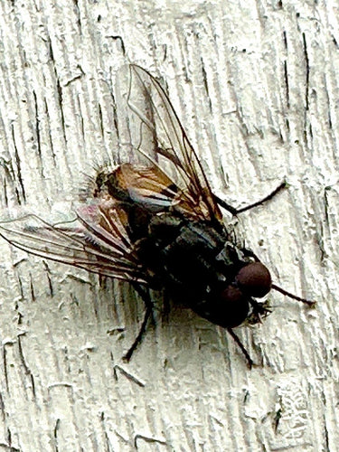 Musca d'automne — Bild 5