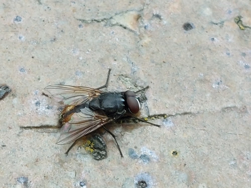 Musca d'automne — Bild 4