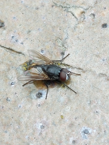 Musca d'automne — Bild 3