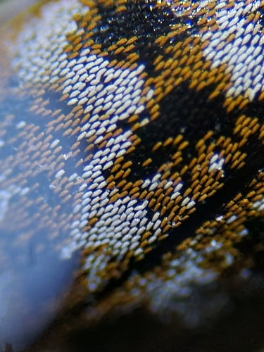 Coléoptères de musée ou d'armoire — Bild 2