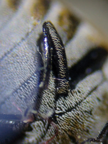 Coléoptères de musée ou d'armoire — Bild 4