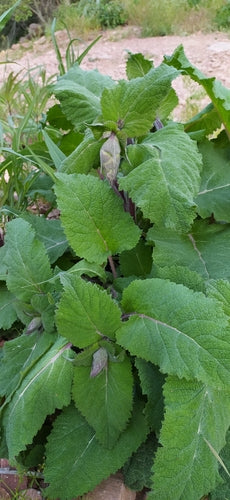 Sauge sclarée — photo 2 sur 9