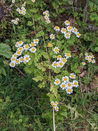 Grande camomille — Bild 4