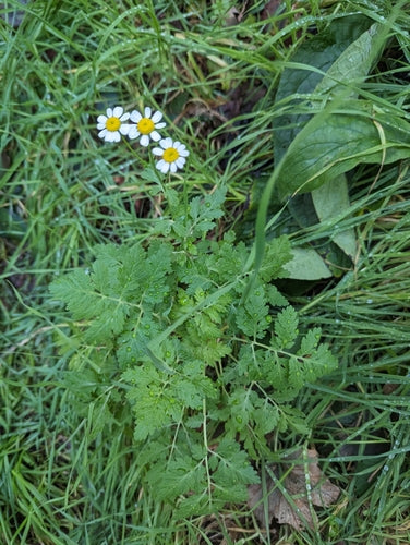 Grande camomille — Bild 5