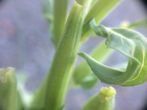 Onagre — Bild 4