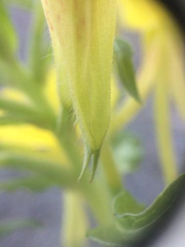 Onagre — Bild 3