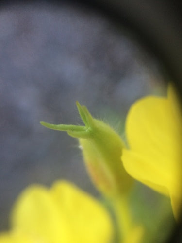 Onagre — Bild 2