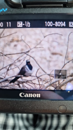 Pigeon Namaquat — photo 4 sur 8