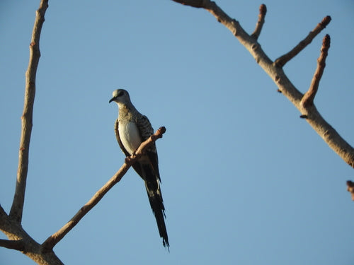 Pigeon Namaquat — photo 3 sur 8