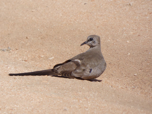 Pigeon Namaquat — photo 5 sur 8