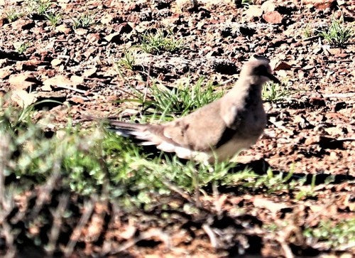 Pigeon Namaquat — photo 2 sur 8