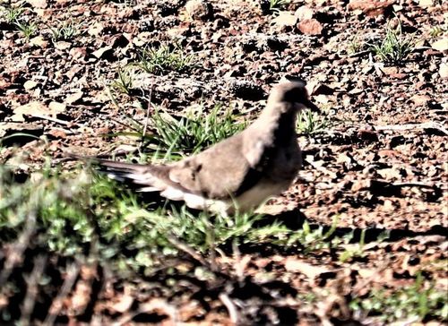 Pigeon Namaquat — photo 1 sur 8